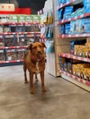Animalis Villiers-sur-Marne 14