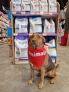 Animalis Villiers-sur-Marne 13
