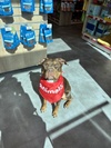 Animalis Villiers-sur-Marne 7