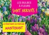 GAMM VERT de ST ANDRE DE L'EURE - Les bulbes à fleurs sont de retour !