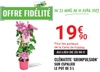 GAMM VERT de MONISTROL SUR LOIRE - Clématite à prix spécial Fidélité