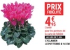 GAMM VERT de RIVE DE GIER - Cyclamen à prix spécial fidélité