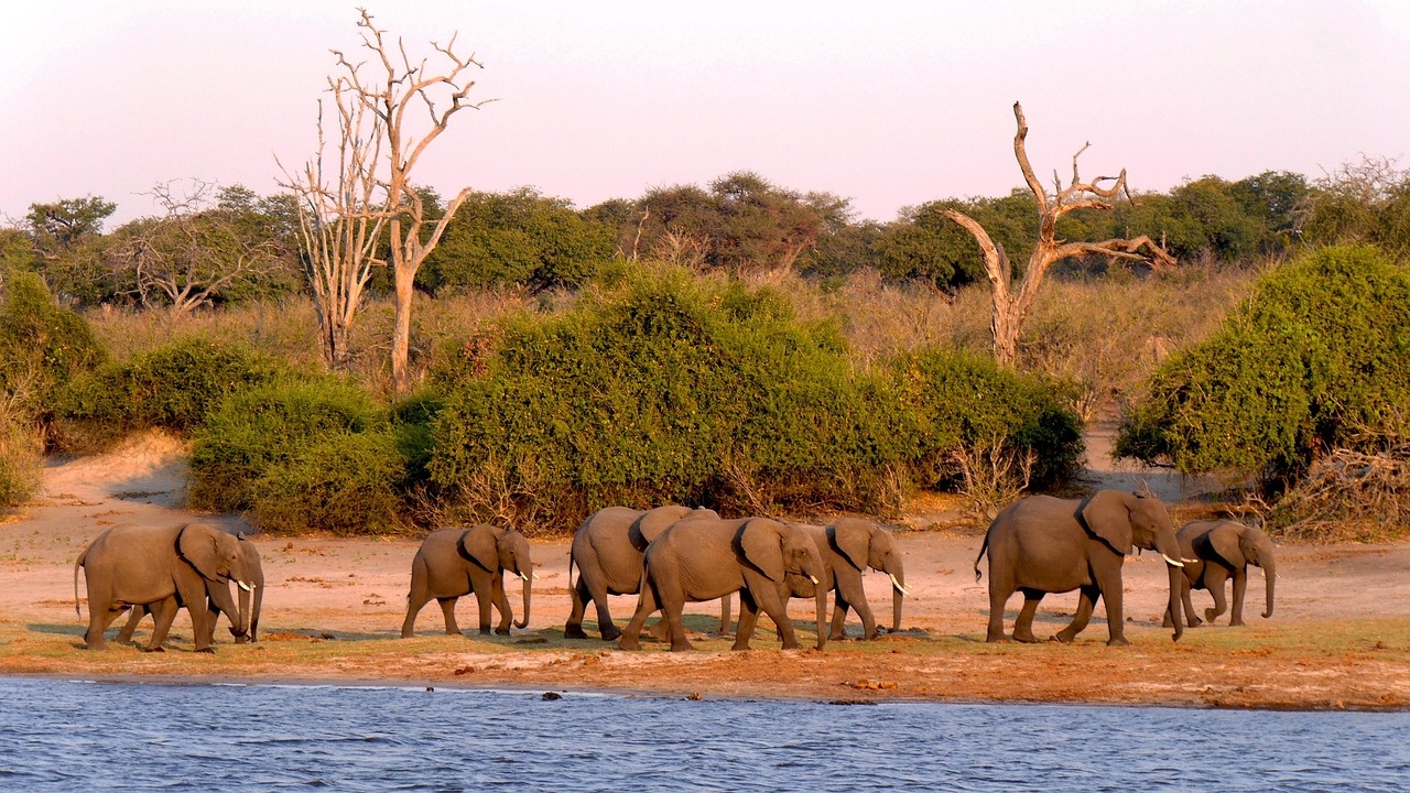 🐘UNE AVENTURE EXCEPTIONNELLE EN AFRIQUE VOUS ATTEND ! 🐘