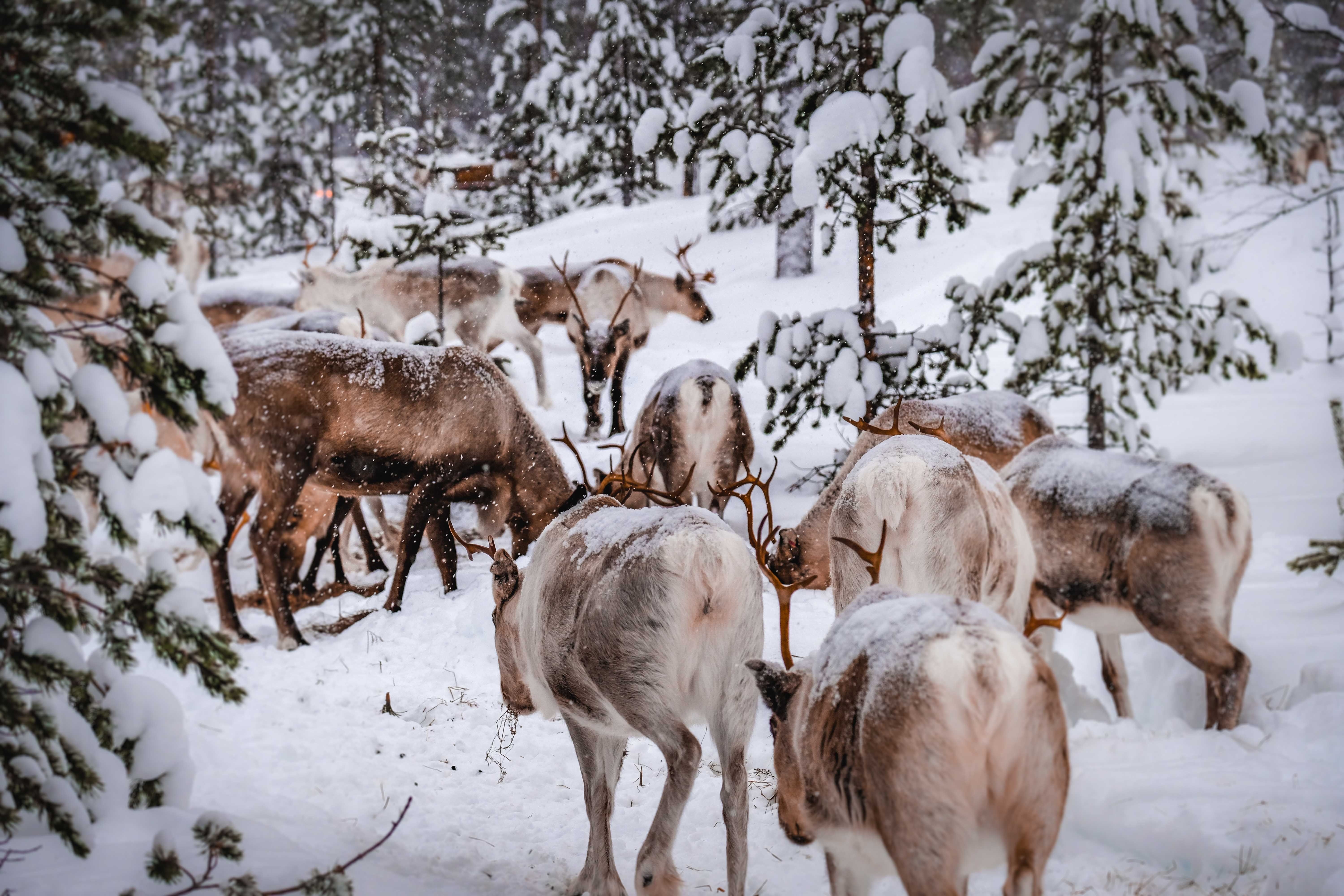 ❄️ Et si cet hiver vous viviez la magie de la Laponie ?